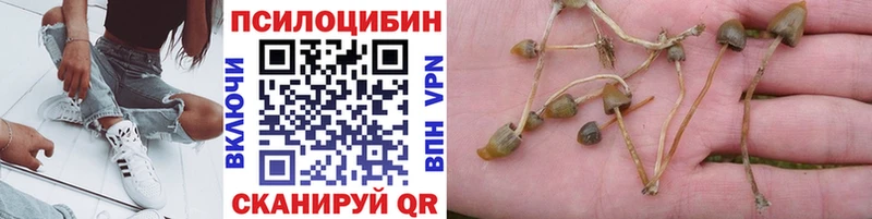 Псилоцибиновые грибы Cubensis Шенкурск
